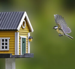 Birdhouse,and,tit