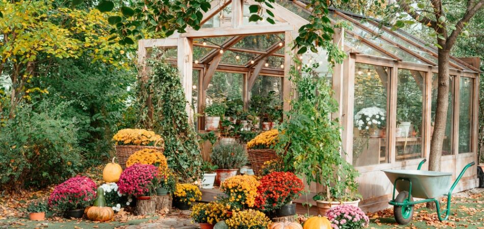 Charming,wooden,greenhouse,surrounded,by,vibrant,chrysanthemums,,pumpkins,,and,lush