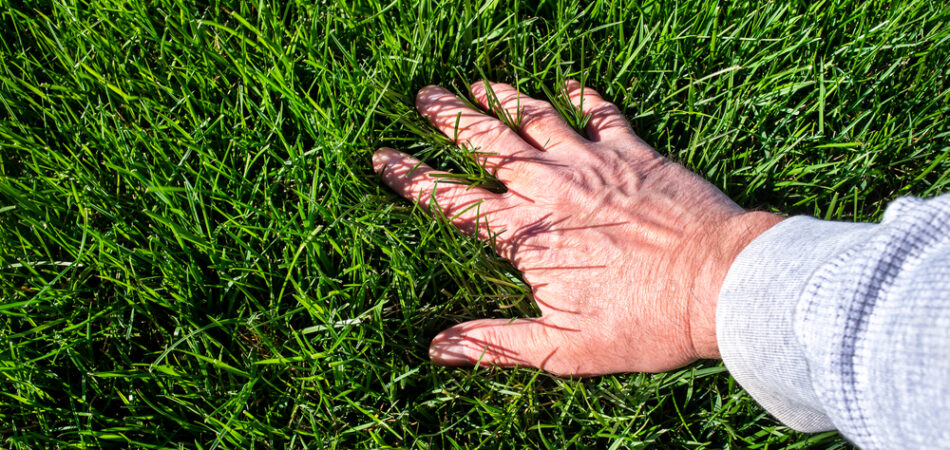 Man,inspecting,lush,green,grass,lawn.,caring,,care,,looking,,thick,