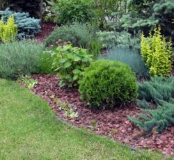 Low Maintenance,landscaping.,hydrangea,combined,with,conifers,,lavender,and,ornamental,herbs