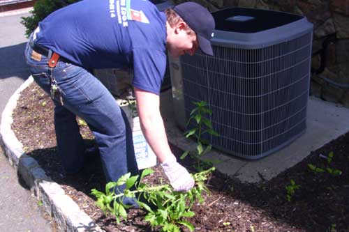 Planting Bed