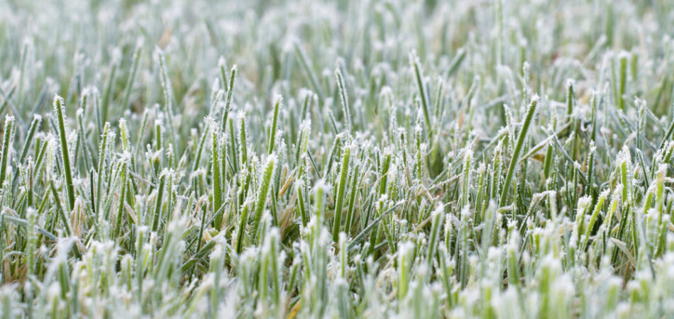 Closeup,of,frosty,grass