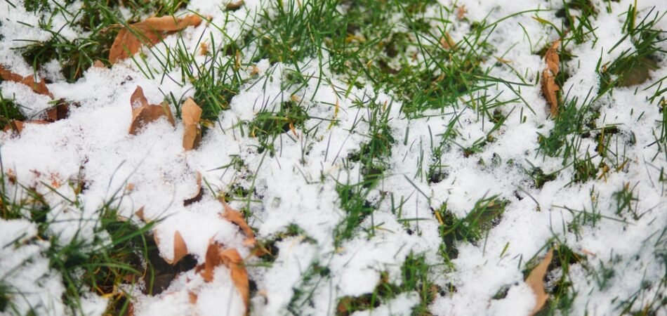 Ground,and,grass,covered,with,first,snow