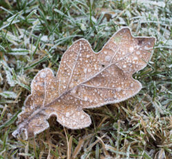 Frozen,leaf,on,the,grass