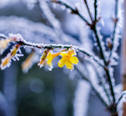Winter,jasmin,or,yellow,jasmin,with,frozen,branches,and,flowers.