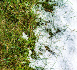Melting,snow,on,green,grass,close,up, ,between,winter